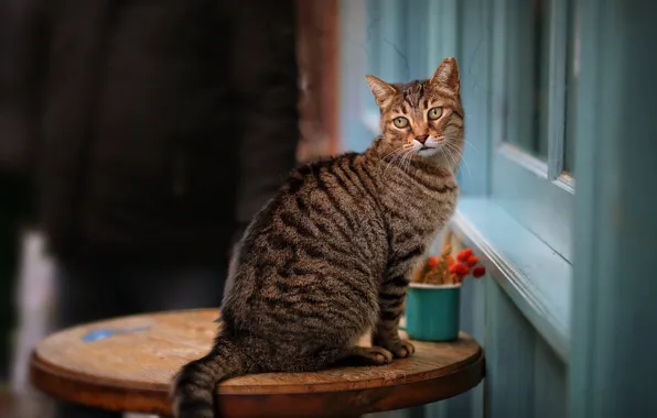 Кошка, кот, сидит