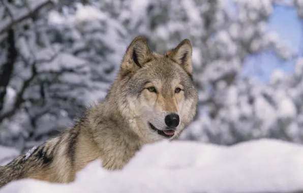 Картинка nature, predator, animal, wolf, wildlife, portrait, portrait., Canis lupus. face