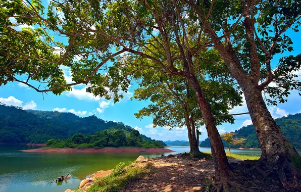 Деревья, озеро, остров, Малайзия, Malaysia, Kedah, Pedu Lake