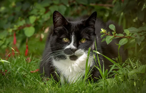 Картинка кошка, трава, взгляд, мордочка