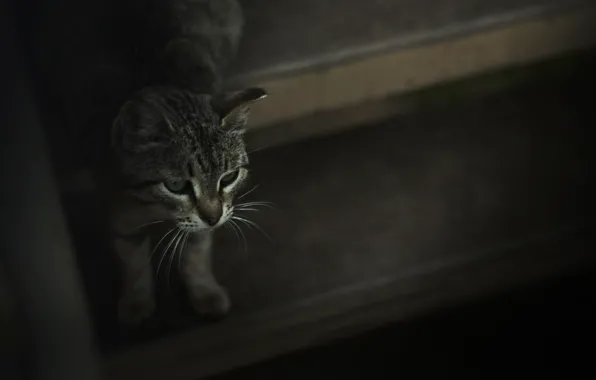 Кошка, усы, животное, тень, шерсть, лестница
