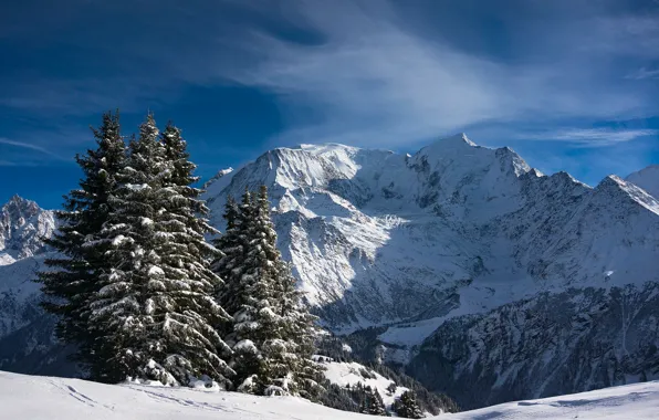 Картинка снег, горы, Франция, ели, Альпы, France, Alps, Монблан