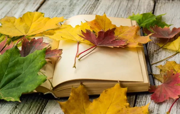 Картинка осень, листья, фон, colorful, книга, клен, wood, autumn