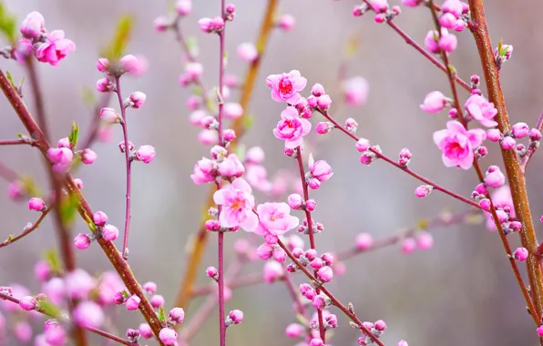 Ветки, весна, Япония, сад, персик