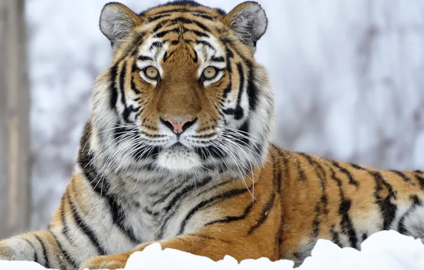 Картинка зима, снег, хищник, Тигр, большая кошка