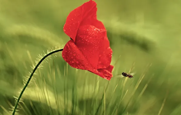 Картинка цветок, трава, капли, красный, роса, мак, насекомое