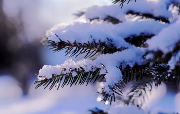 Winter, snow, cold, frost, twig