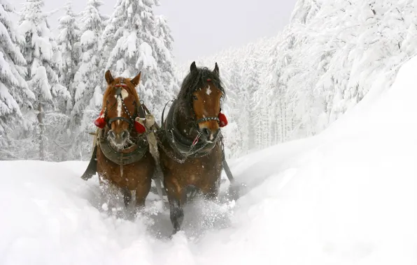 Картинка зима, снег, деревья, лошади, сугробы, сани, красивые, глубокие