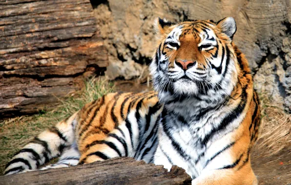 Тигр, хищник, зверь, большая кошка, Panthera tigris, млекопитающее