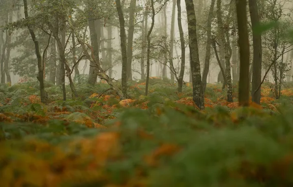 Картинка лес, трава, деревья, туман, растения