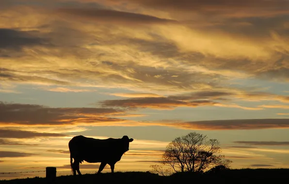 Картинка закат, природа, корова