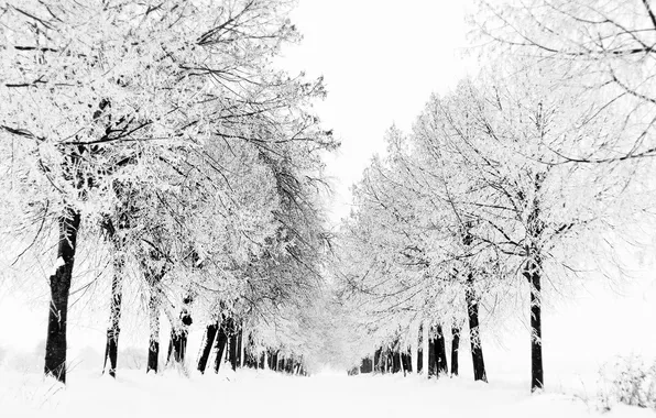 Картинка зима, иней, снег, деревья, белое
