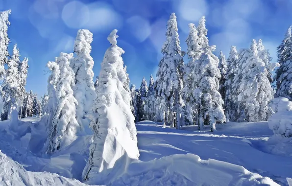 Картинка зима, небо, снег, елки