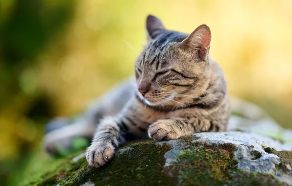 Кошка, кот, морда, поза, камни, лапы, спит, лежит