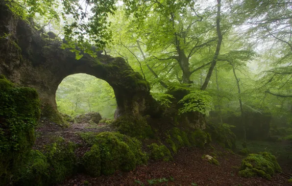 Картинка лес, лето, туман, скала, арка