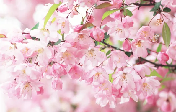 Ветви, весна, лепестки, сакура, розовые, цветение