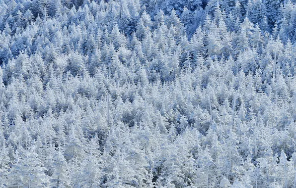 Картинка зима, лес, снег, деревья, склон