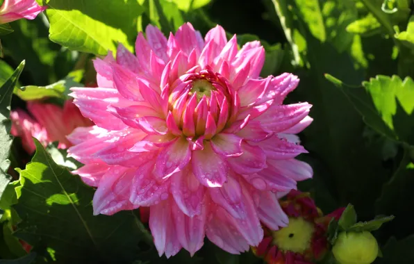 Flower, pink, garden, blooming, dahlia
