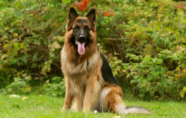 Картинка Dog, friend, German Shepherd