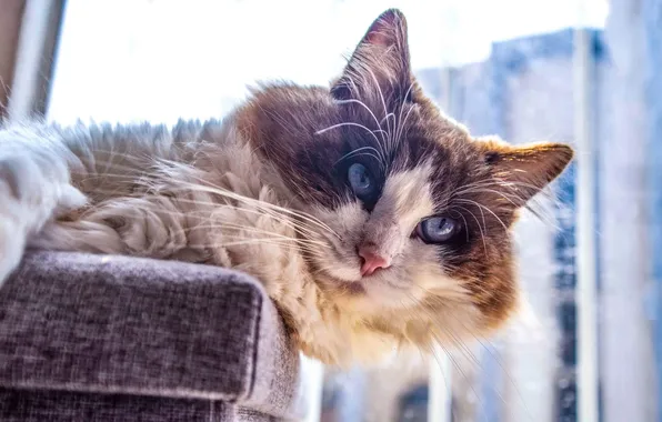 Кошка, кот, усы, взгляд, поза, забор, лежит, голубые глаза