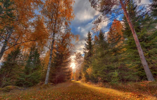 Картинка дорога, осень, лес, трава, листья, солнце, облака, свет
