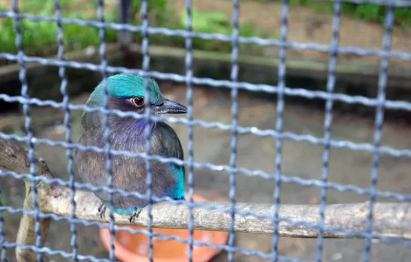 Птица, bird, оперение, красивая птица, beautiful bird