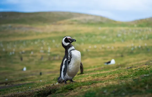 Небо, трава, поза, пингвин, Antarctic Penguins