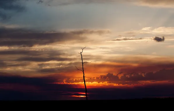 Небо, деревья, пейзаж, ночь