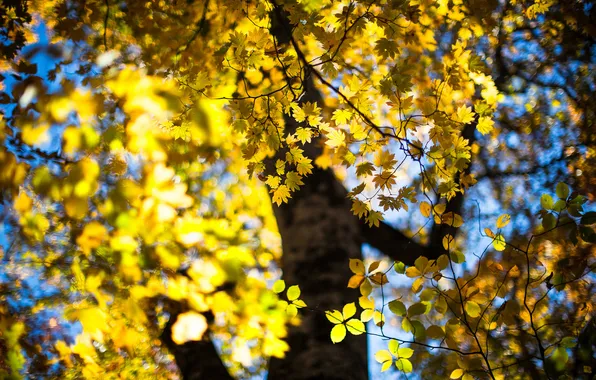 Картинка осень, листья, дерево, боке, october