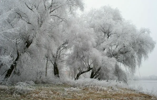Картинка зима, иней, деревья, парк, Германия
