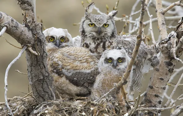 Картинка птицы, гнездо, птенцы, great horned owl, Большая рогатая сова