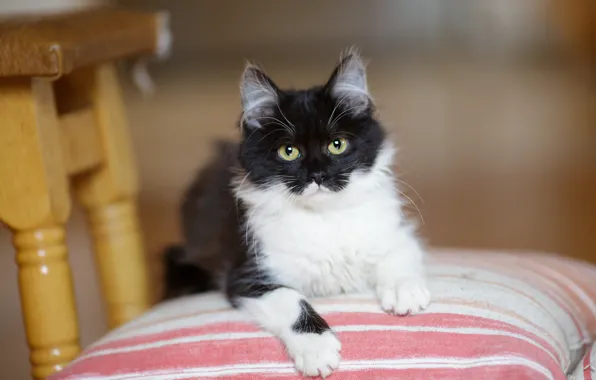 Картинка кошка, взгляд, милая, подушки, пушистый, мордочка, стул, черно-белое