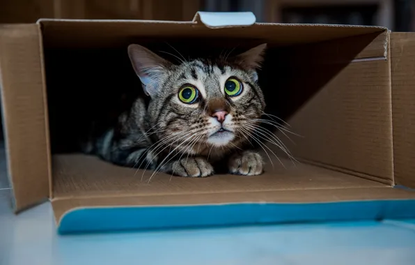 Картинка кошка, кот, коробка, коте