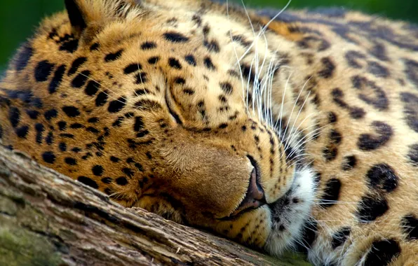 Картинка дерево, леопард, спит