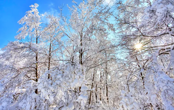 Картинка зима, лес, небо, снег, деревья