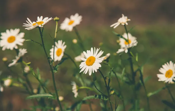Цветы, Ромашка, Beautiful, Flowers, Крупный план, Blur, Flora, Blooming
