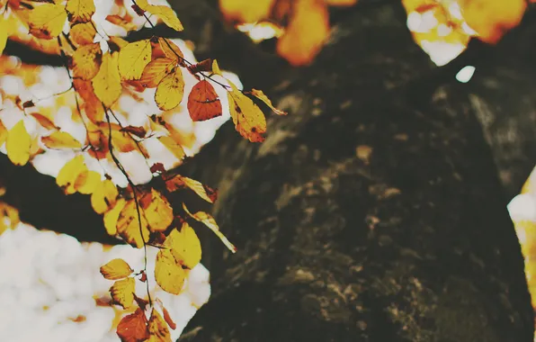 Картинка осень, листья, дерево, листва, желтые, оранжевые