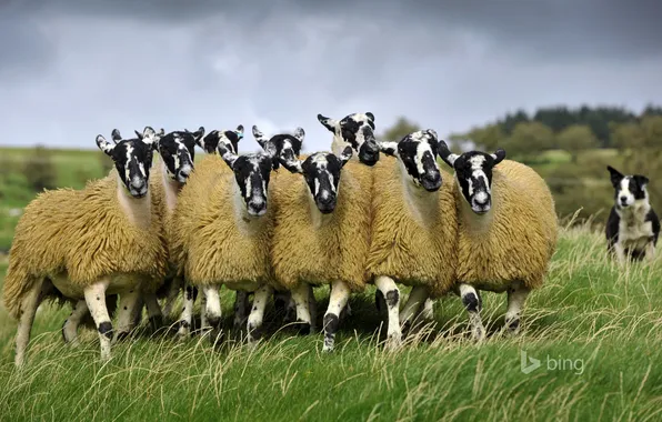 Картинка овцы, Англия, собака, пастбище, луг