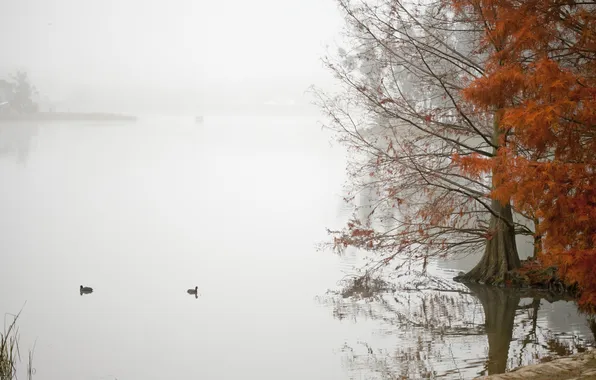 Картинка осень, туман, озеро, пруд, дерево, утка