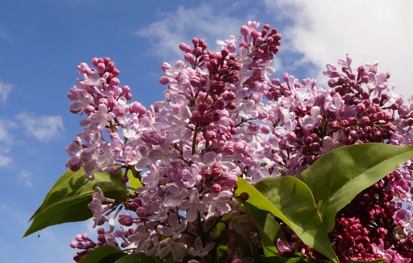 Flower, spring, lilac, blooming