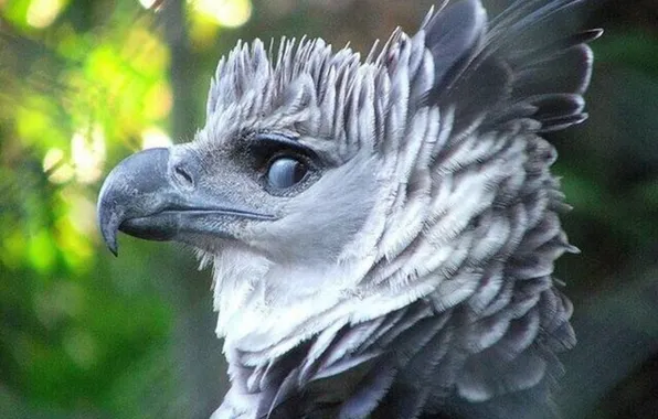 Картинка bird, eagle, wildlife, harpy