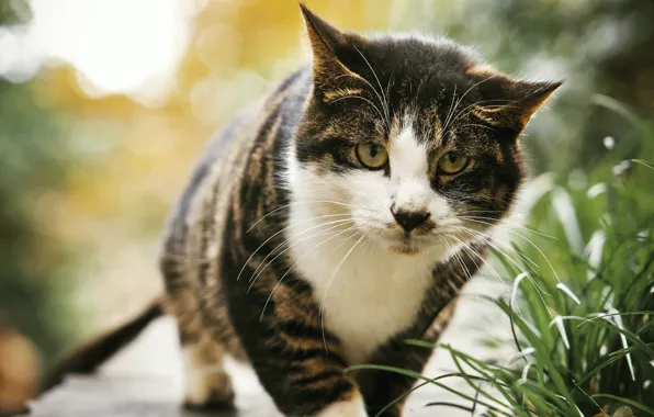 Кошка, лето, трава, кот, взгляд, природа, поза, прогулка