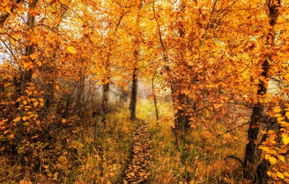 Картинка дорога, осень, лес, природа, цвет