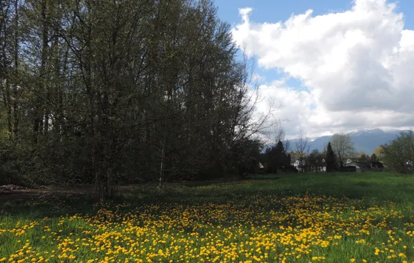 Картинка summer, Nature, trees, flowers, fields