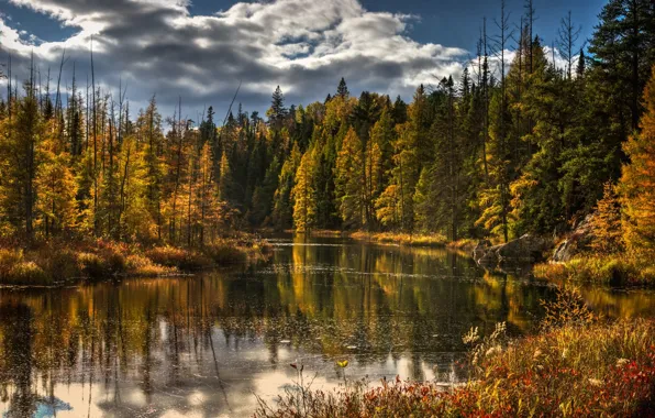 Осень, лес, деревья, природа, озеро