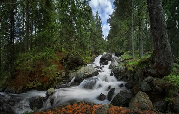 Лес, водопад, Болгария, Bulgaria, Rila National Park, Skakavica Waterfall, Национальный парк Рила
