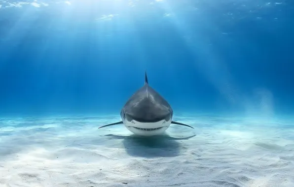 Картинка underwater, animals, white shark, Great White Shark