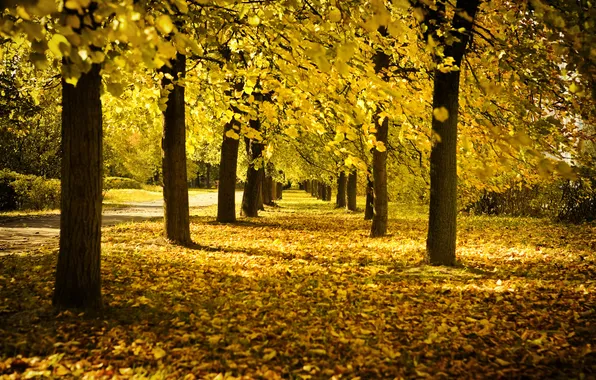 Картинка осень, деревья, листва, аллея, жёлтая, солнечный день, время года, осенняя