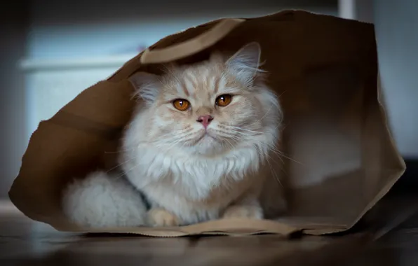 Кошка, кот, взгляд, поза, пушистый, пакет, рыжий, пол