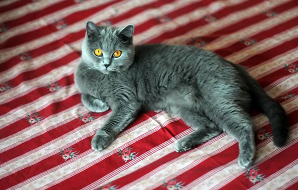 Кошка, кот, взгляд, полоски, поза, серый, постель, лежит